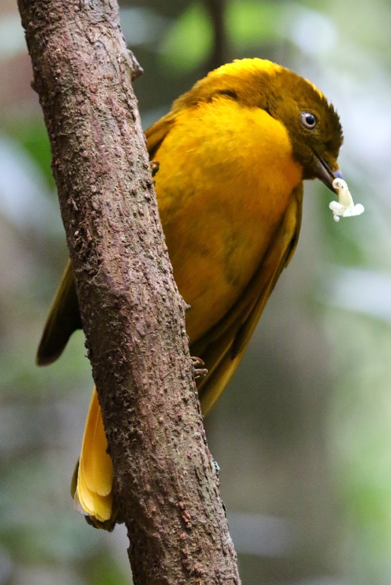 Golden Bowerbird