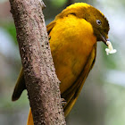 Golden Bowerbird