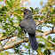 Grey-bellied cuckoo