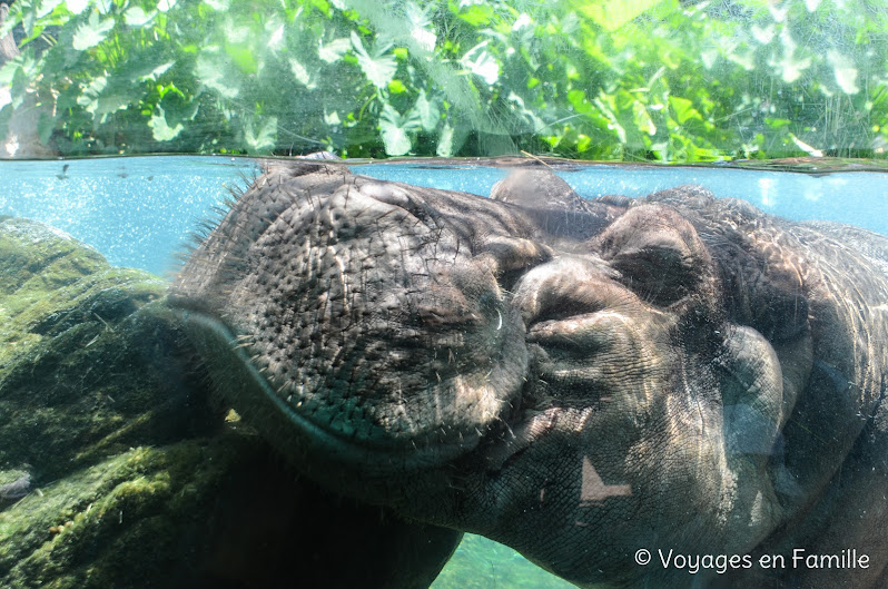 San Diego Zoo - lost forest hippo trail