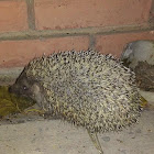 Southern White Breasted Hedgehog