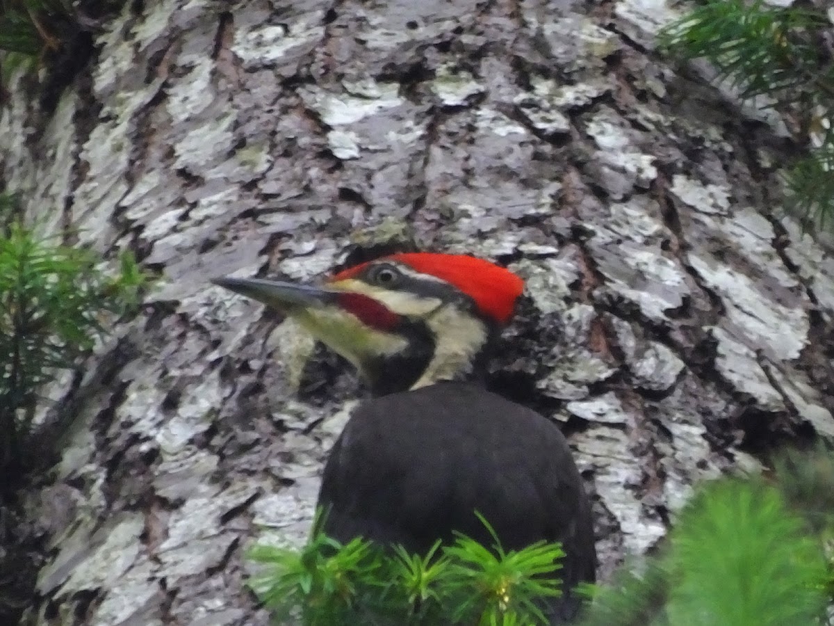 Pileated Woodpecker