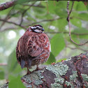 Northern Bobwhite