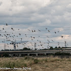 Starling