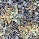 Lamb's Ear