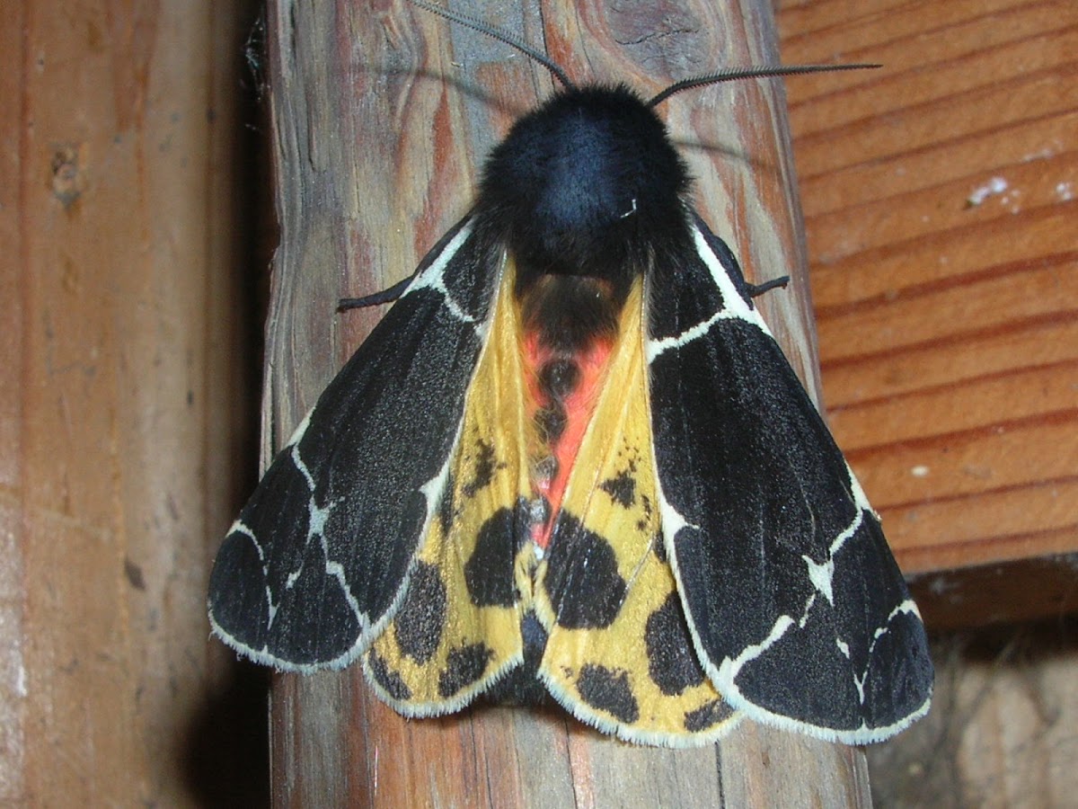 Yellow tiger moth / Медведица жёлтоватая