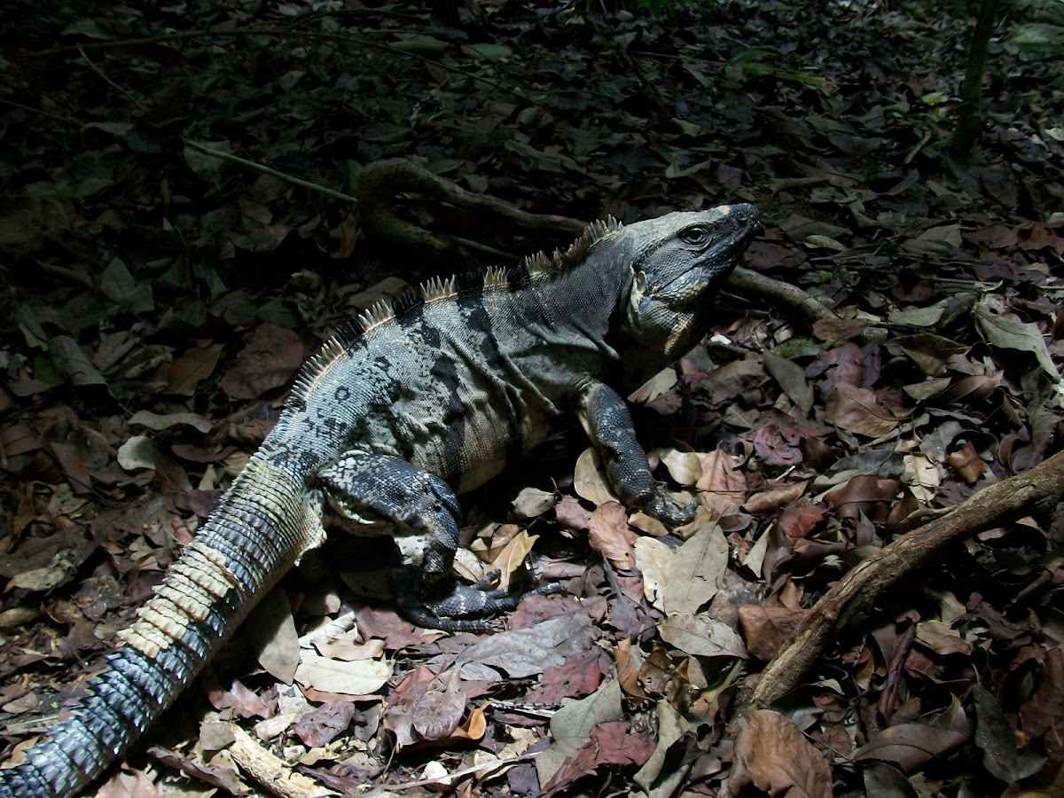 Black Spiny-Tailed Iguana