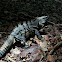 Black Spiny-Tailed Iguana