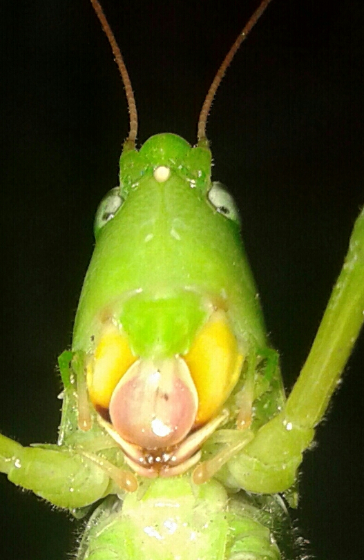 Katydid