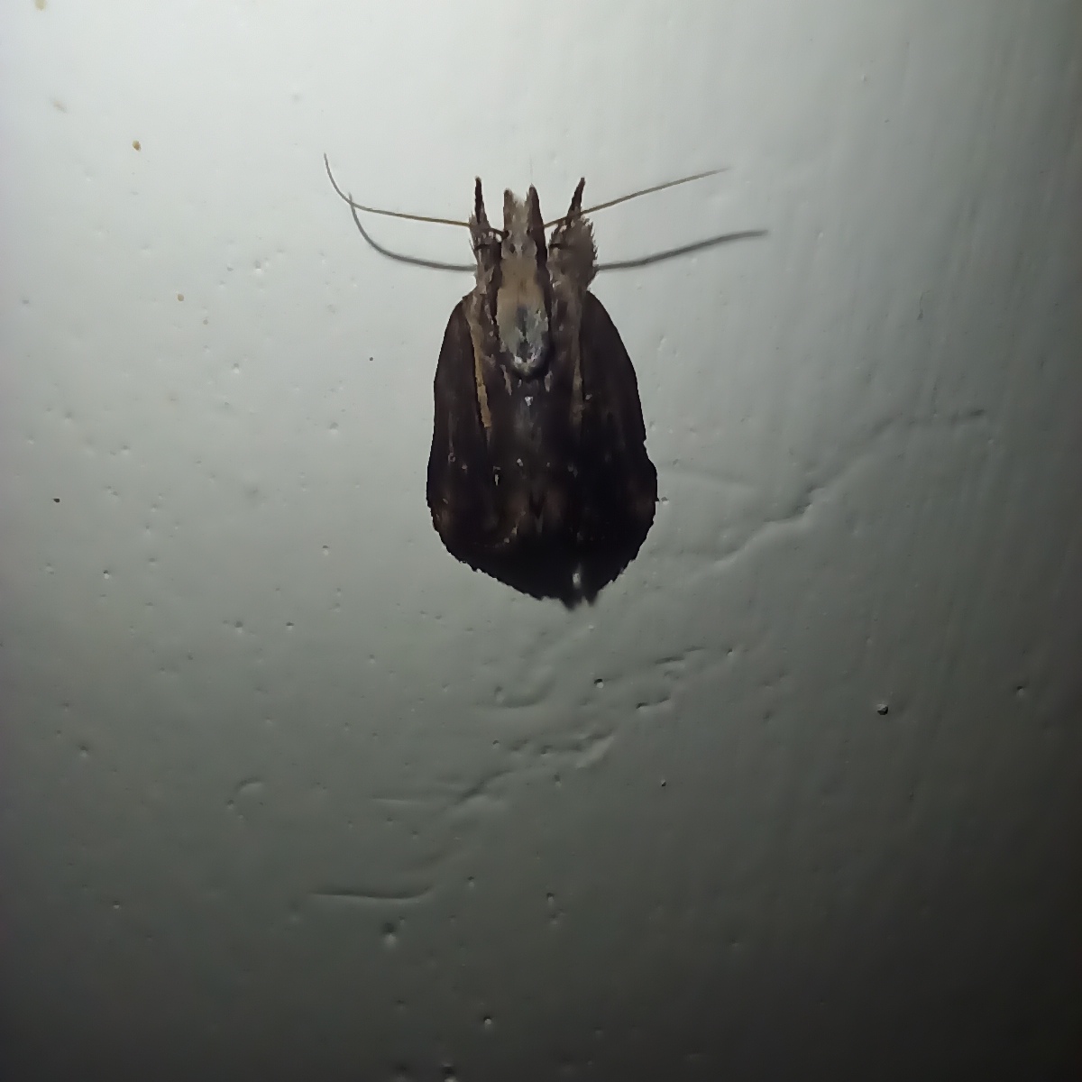 Tuft Moth