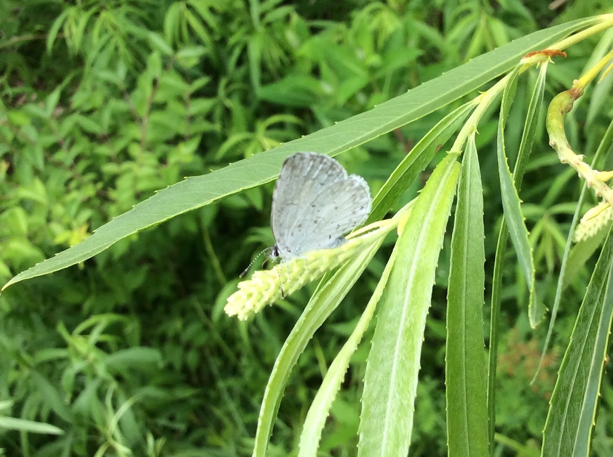 Spring Azure