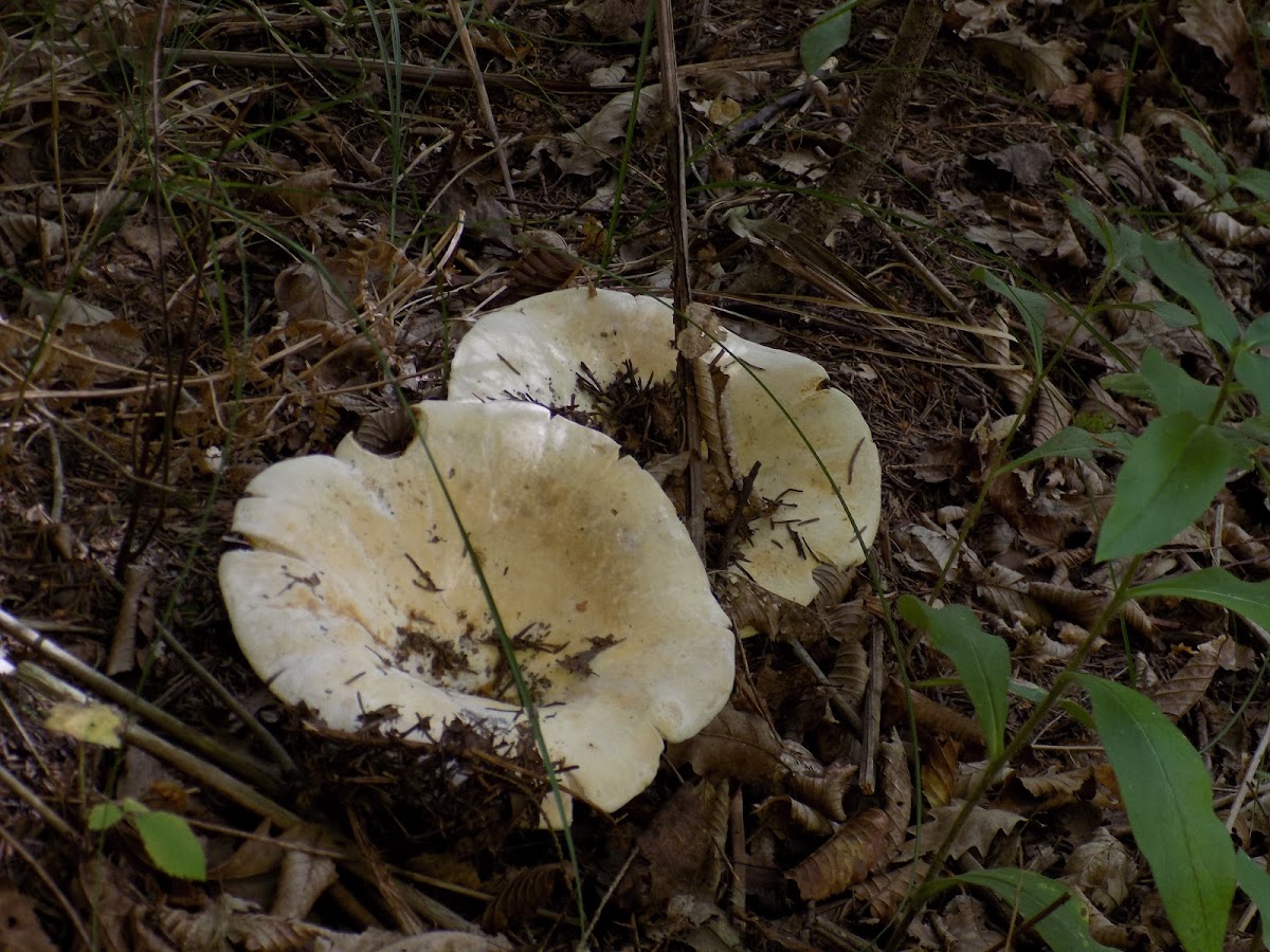 Milk cap