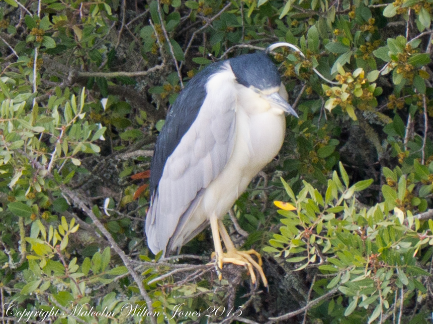 Black-crowned Night Heron; Martinete