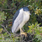 Black-crowned Night Heron; Martinete