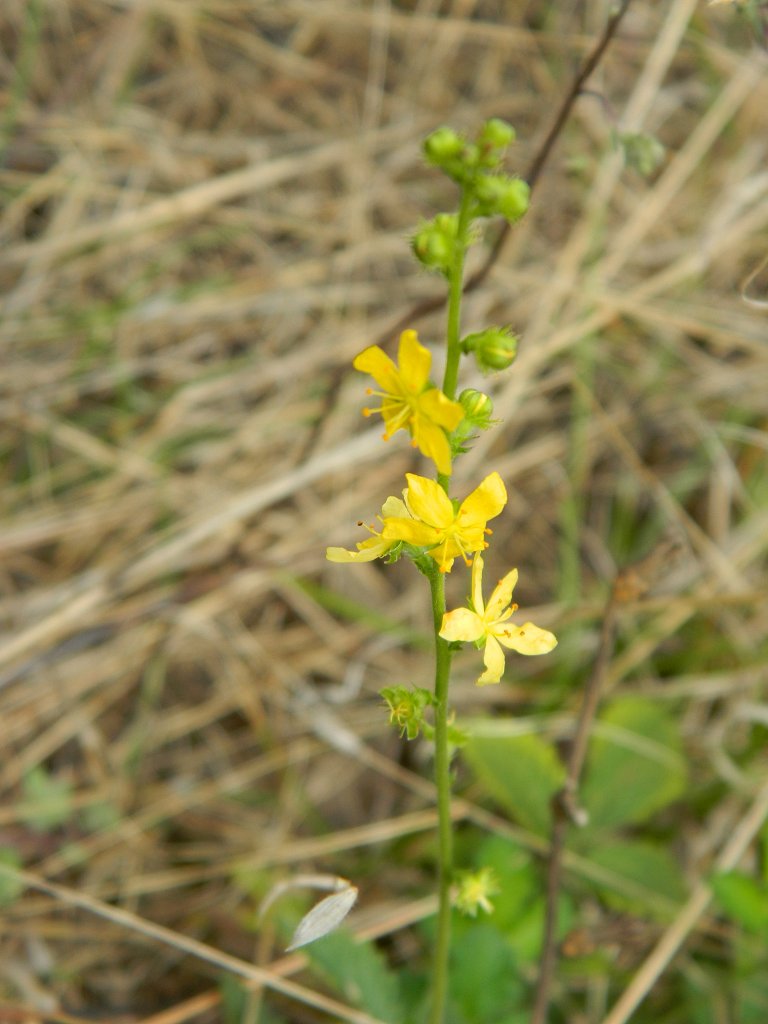 Common Agrimony(Αγριμονία)