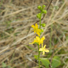 Common Agrimony(Αγριμονία)