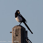 Magpie; Urraca