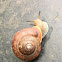 Virginia Land Snail