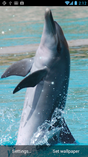 Dolphin Live Wallpaper