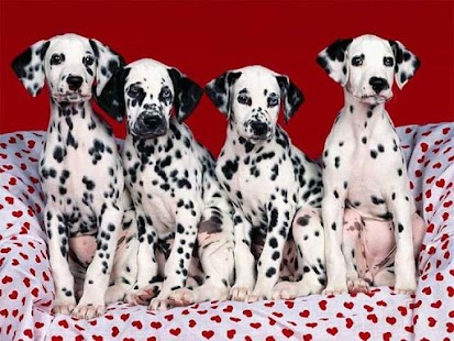 How to get Dalmatians Images patch 1.1 apk for bluestacks