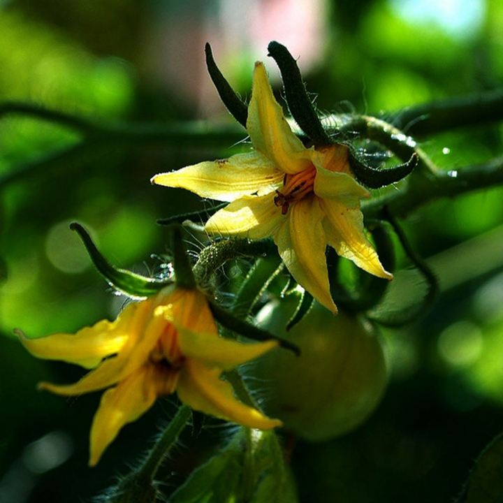 Fior di pomodoro di fotozaifeltre