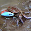 Fiddler Crab