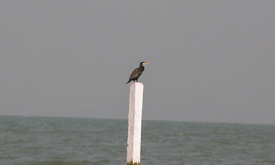 Great Cormorant