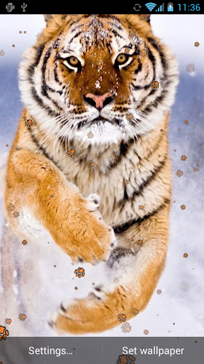 Tiger Live Wallpaper