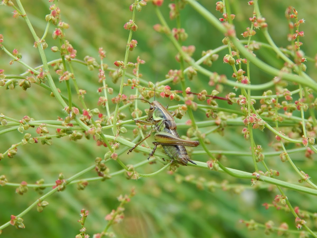 Roesel’s Katydid (male)