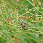 Roesel’s Katydid (male)