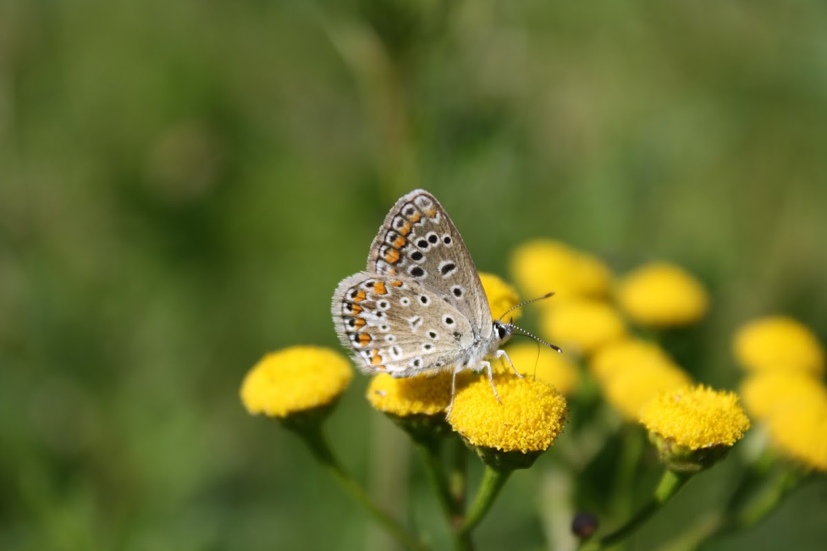 Common Blue Butterfly