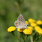 Common Blue Butterfly