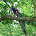 Indian Peafowl