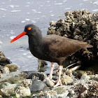 Black Oyster Catcher