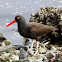 Black Oyster Catcher