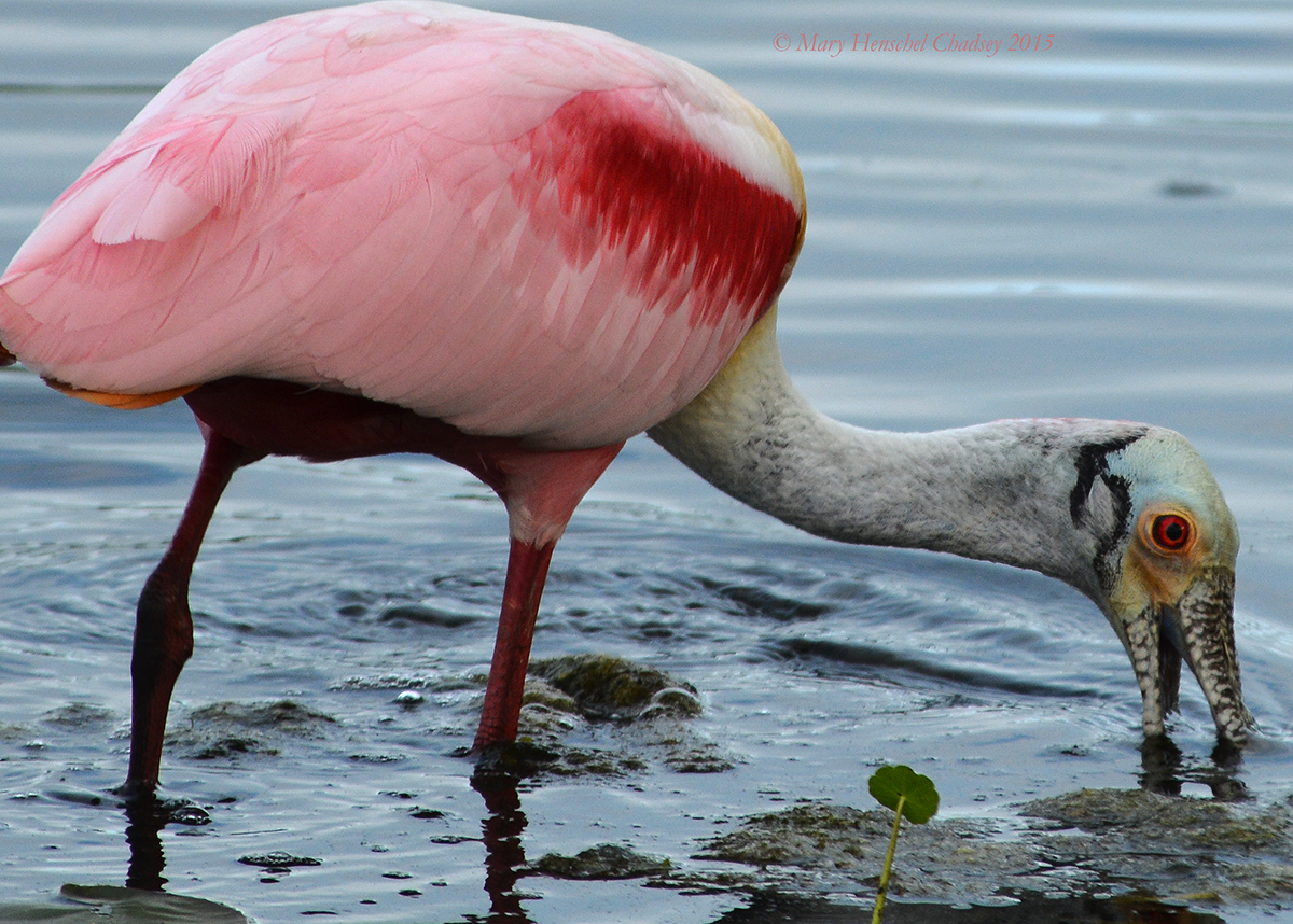 Roseate Spoonbill