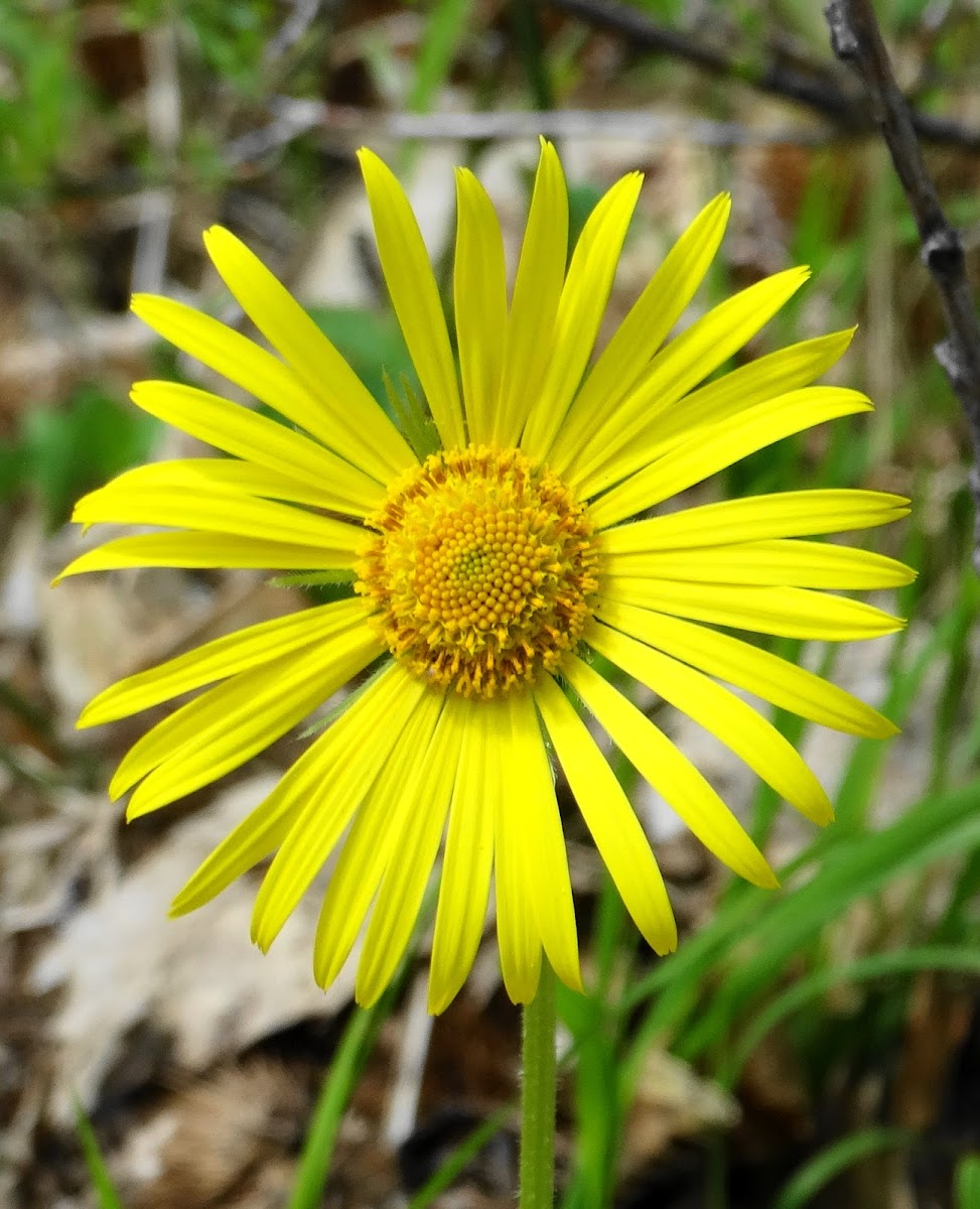 Oriental False Leopardbane