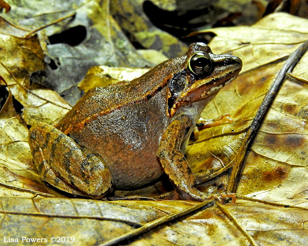 Wood Frog