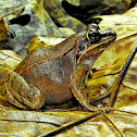 Wood Frog