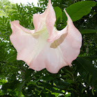 Angel's Trumpet