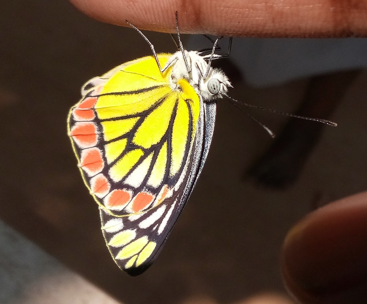 Common Jezebel Butterfly