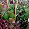 Pitcher Plant