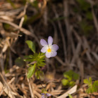 Wild Pansy