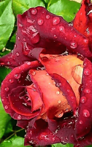 Red Rose Live Wallpaper