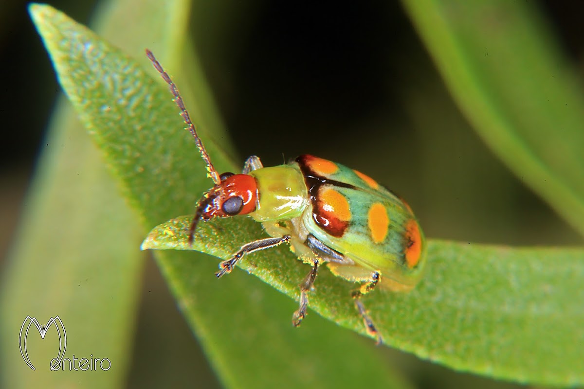 Corn root worm beetle