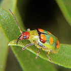 Corn root worm beetle