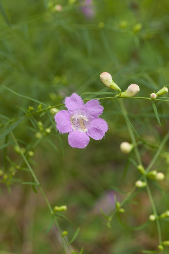 Purple Gerardia