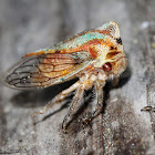 Oak Treehopper