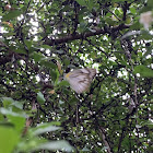 Striped Albatross