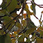 White-cheeked Barbet